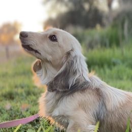 Tinkerbell - Dachshund