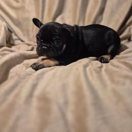 Q Ball - Black and tan male French Bulldog puppy in Alexander City, Alabama from Lake Martin Fancy Frenchies