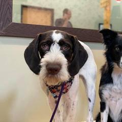 German Wirehaired Pointer All Grown Up from Grimmet German Wirehaired Pointers