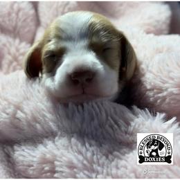 Boy 1 - Piebald male Dachshund puppy in Isabel, South Dakota from Blessed Beyond Doxies