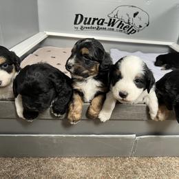 Golden Aussiedoodle and Goldendoodle Puppies from Wild Rose Tiny Poodles & Doodles