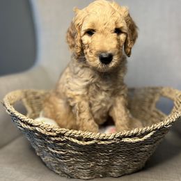 Goldendoodle Puppies from Northeast Iowa Doodles