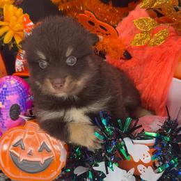 Coco - Chocolate male Pomsky puppy in Spring Hill, Florida from PDQ Pomskies