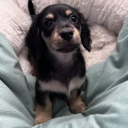 Dachshund Puppies from Delta Dachshunds