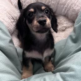 Dachshund Puppies from Delta Dachshunds