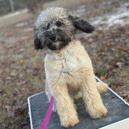 Bernedoodle, Sheepadoodle, and Whoodle Puppies from Wonderland’s Boujie Kennels