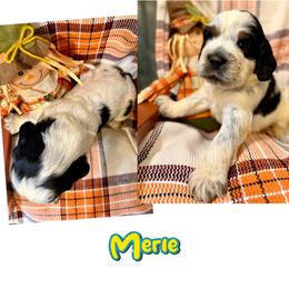 Merle - Black and white male English Springer Spaniel puppy in Madison, Indiana from McCollough's Pawsome Spaniels and Danny's Delightful Dachshunds