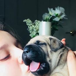 Bullmastiff Puppies from Amulet Bullmastiffs