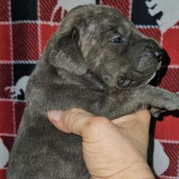 Thyme - Blue brindle female Great Dane puppy in Biscoe, North Carolina from Clouser's Bodacious Danes