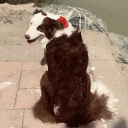 Autumn  - Border Collie