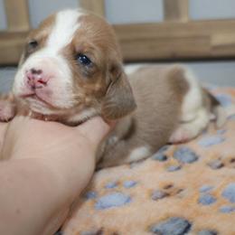 Zeus - Blue tan and white male Basset Hound puppy in Pflugerville, Texas from Mountain Momma Bassets
