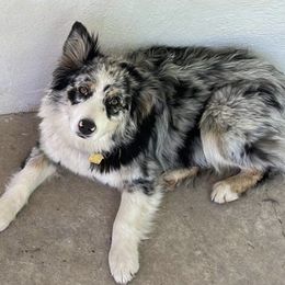 Cricket - Miniature Australian Shepherd