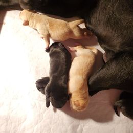 Labrador Retriever Puppies from BlackRidge Labradors