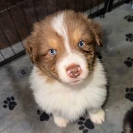 RTM - Red tri-color Australian Shepherd puppy in Weaver, Alabama from All Hale Aussies