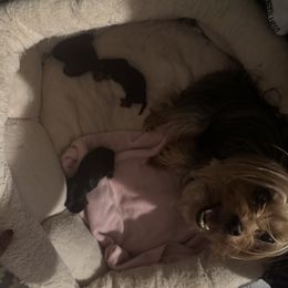Yorkshire Terrier puppies from Suzanne n Cindy B's Yorkshire Terriers