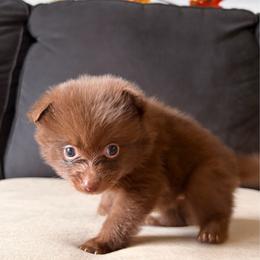 Chispa - Chocolate female Pomeranian puppy in Brooklyn, New York from Pomeranians