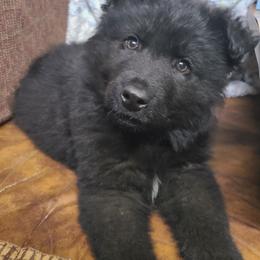 Gray Collar Male - Black male German Shepherd puppy in Cadet, Missouri from Working Valley Shepherds
