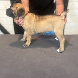 Red Collar Boy - Fawn male Cane Corso puppy in Beaver Crossing, Nebraska from Blue River Cane Corso