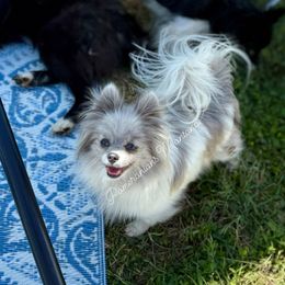 Charlotte - Pomeranian