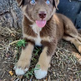 Australian Shepherd Puppies from Southern Boy Blues Aussies