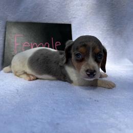 Girl 1 - Dapple female Dachshund puppy in Stilwell, Oklahoma from Johnson Dachshund’s