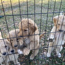 Goldendoodle Puppies from Doodles von Fletcher