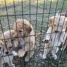 Goldendoodle Puppies from Doodles von Fletcher