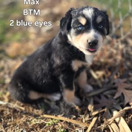 Max - Black tri male Miniature Australian Shepherd puppy in East Berlin, Pennsylvania from Stoney Point Frenchies & Mountain Top Shepherds