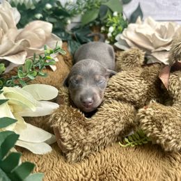 Dachshund Puppies from Harrison Farm