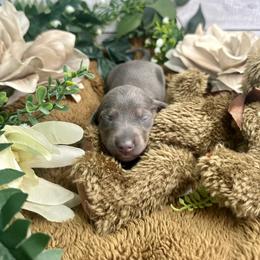 Dachshund Puppies from Harrison Farm