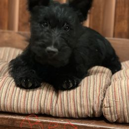 Irish Terrier and Scottish Terrier Puppies from Avonlea Terriers