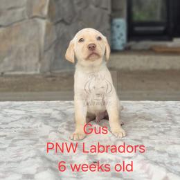 Gus - Yellow male Labrador Retriever puppy in Rogue River, Oregon from PNW Labradors