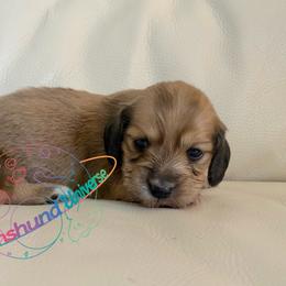Nebula - Cream female Dachshund puppy in Peyton, Colorado from Dachshund Universe