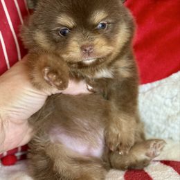 Kelly - Chocolate and tan female Pomeranian puppy in Kilgore, Texas from 5 Star Poms