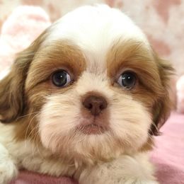 JOSIE - Liver and white female Shih Tzu puppy in Candler, North Carolina from Pup-Tzu WNC