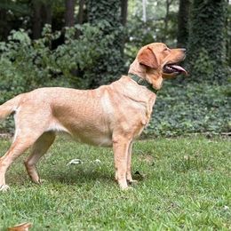 Maggie - Labrador Retriever