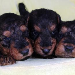 Airedale Terrier puppies from JOVAL Kennel