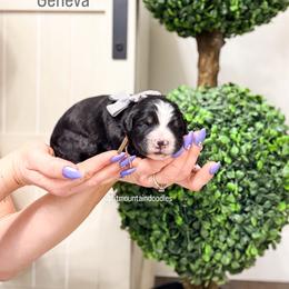 Geneva - Tri-color female Bernedoodle puppy in West Haven, Utah from Split Mountain Doodles