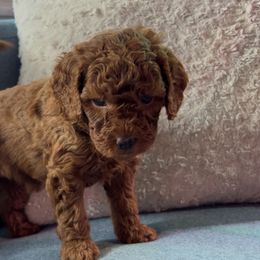 Holly - Red  Poodle puppy in Jensen Beach, Florida from Pineapple Poodles