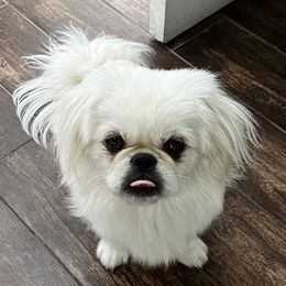 Dasher - Pekingese