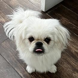 Dasher - Pekingese