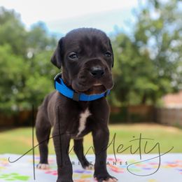 Sapphire - Black male Great Dane puppy in Denison, Texas from Hundeity Great Danes