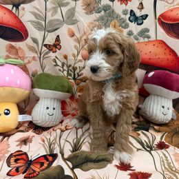 Elizabeth - Red  female Goldendoodle puppy in Katy, Texas from Tails of Cypress
