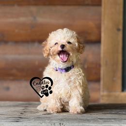 Dixie - Apricot female Poodle puppy in Nashville, Arkansas from Cuddles n Curls