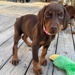 Pink Female - Red and rust female Doberman Pinscher puppy in Madison, Indiana from Jensen Dobermans and Dachshunds