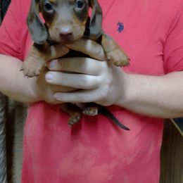 Boy 2 - Chocolate and tan male Dachshund puppy in Westover, Alabama from Small Paws Kennel