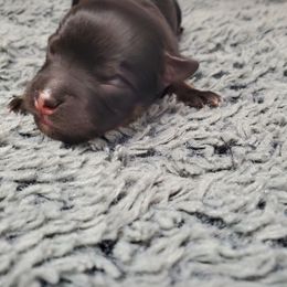 Havanese Puppies from Patriot Pups