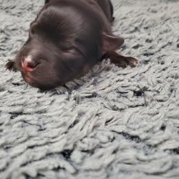 Havanese Puppies from Patriot Pups