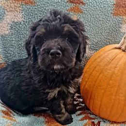 Aussiedoodle, Bernedoodle, Poodle, Shihpoo, and Shih Tzu Puppies from Route 66 Poodles & Doodles, Sapphire Shih-tzu's of Ohio
