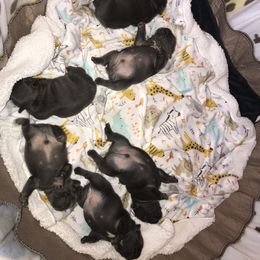 French Bulldog Puppies from Crooked C Ranch